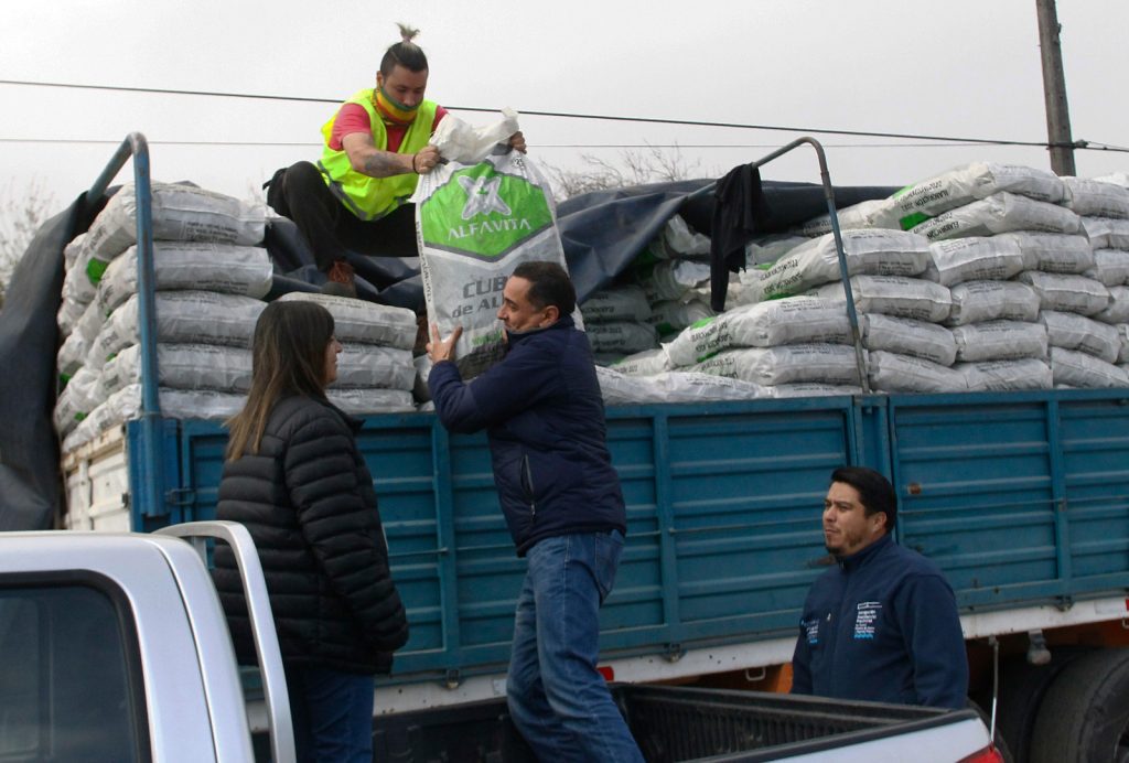 Más de 200 agricultores de Curicó recibieron alimentación para sus animales 1 WhatsApp Image 2023 08 02 at 13.21.47