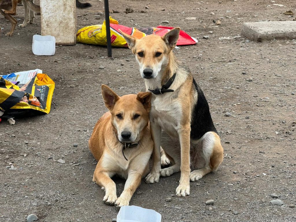 Perros que fueron víctimas de “Almas en el Camino” comienzan a sanar 1 Foto 1