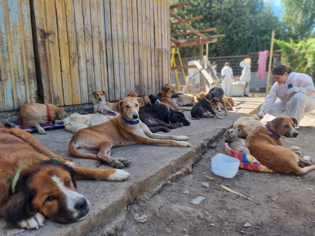 Foto Nota Adopcion