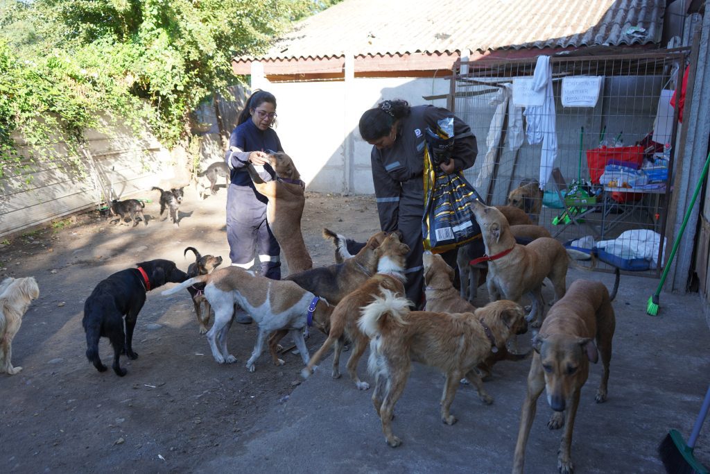 Invitan a nueva jornada de adopción de perros rescatados de ex refugio Almas en el Camino 1 Foto 1 Adopcion