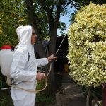 Foto Combate Chinche