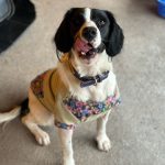 Foto 2 Adopcion de Perros.