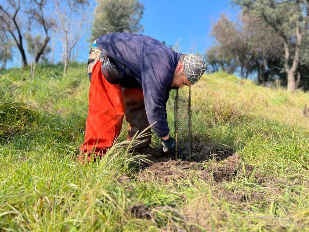 Reforestacion Curico