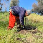 Reforestacion Curico
