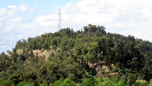 Concejo Municipal de Curicó aprobó proyecto de arborización en diversos sectores de la comuna para contribuir al cuidado del medio ambiente 1 cerro condell