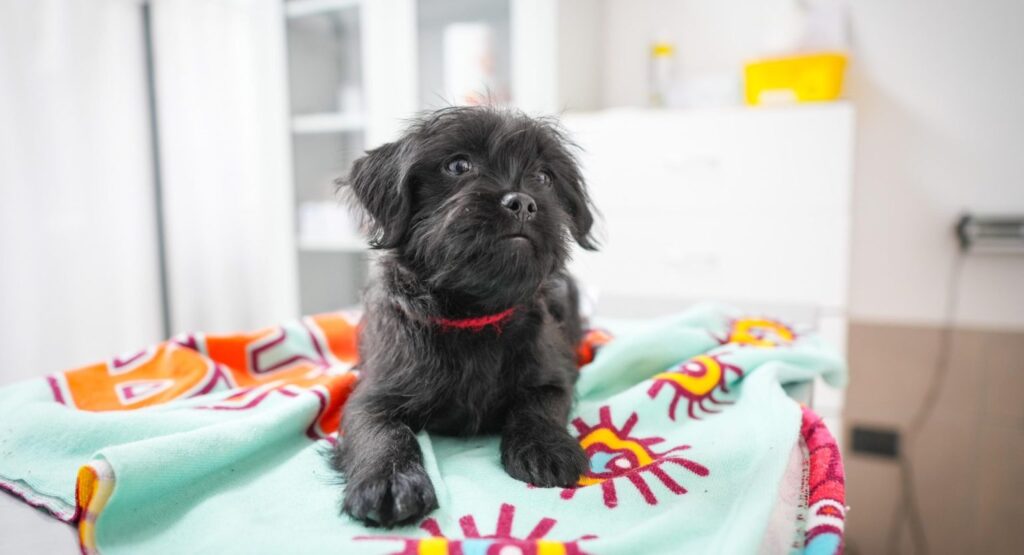 Centro Veterinario Municipal de Talca supera las cinco mil atenciones en sus primeros 40 días 1 0dcd5db2 whatsapp image 2024 10 01 at 16.34.31 scaled e1727846180493 1536x832 1