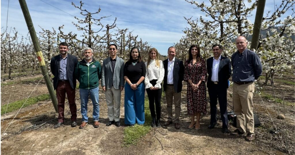 Chile proyecta exportación récord de cerezas con un aumento del 59% 1 Copia de IMAGEN DESTACADA MEDIAINFO 2 1