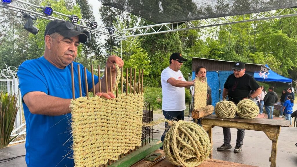 Existosa segunda versión de la Fiesta de la Pita en Teno 1 Fiesta de la Pita 1