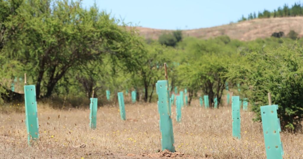 Maule: Estrategia Nacional de Cambio Climático y Recursos Vegetacionales publica listado de Proyectos Pre Adjudicados para el manejo sustentable del bosque Nativo 1 Conaf Maule