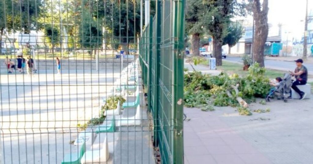 Curicó: Vecinos advierten sobre peligrosos árboles en Alameda Manso de Velasco 1 Alameda Curico