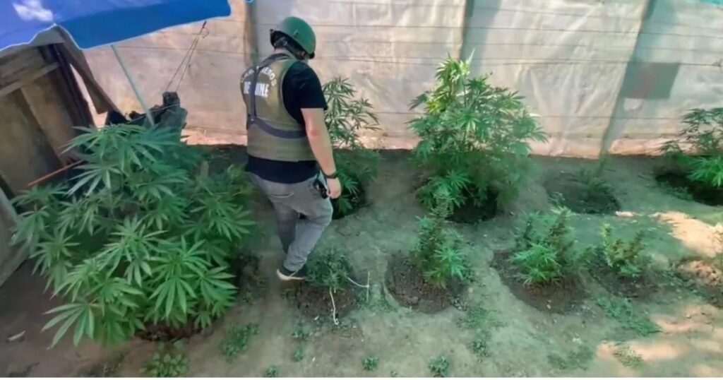 Detienen a sujeto en Villa Prat por cultivo y posesión de cannabis sativa 1 Villa Prat