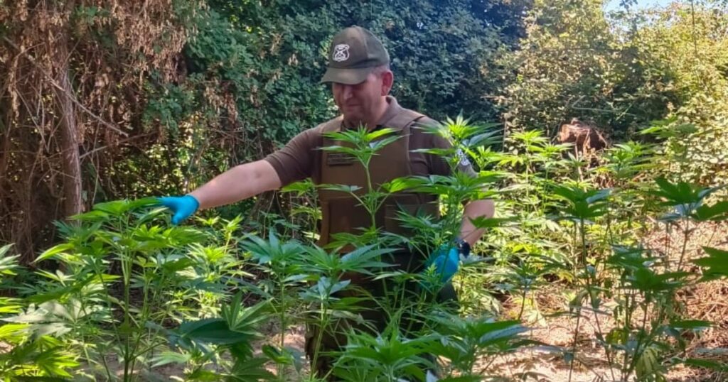 Encuentran más de 235 plantas de marihuana en predio en el sector de Hualañe 1 Hualane