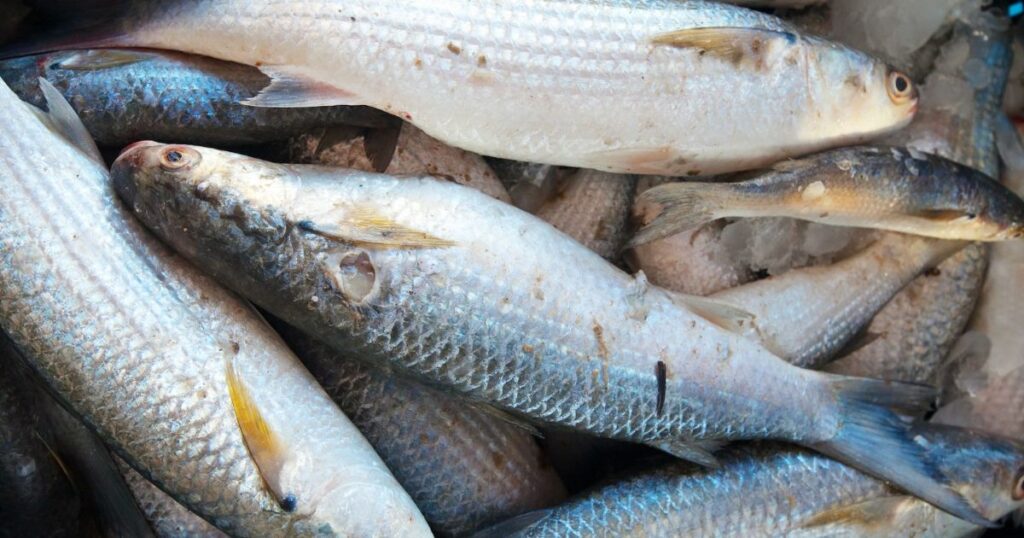 Alimentación en verano: cuidados y prevención para evitar enfermedades estomacales 1 Pescado Curico