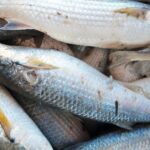 Pescado Curico