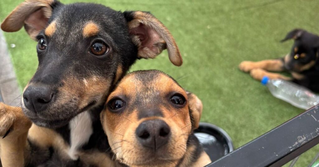 Jornada de adopción en Mall Curicó: integra una mascota a tu hogar 1 Mall Curico