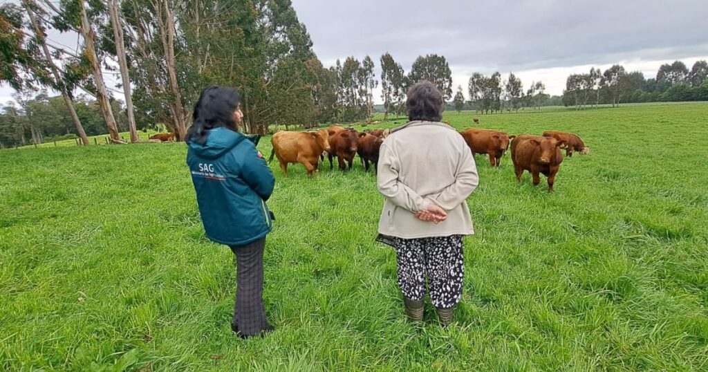 Nuevos plazos: declaración de Existencia Animal del SAG disponible durante todo el año 1 Sag