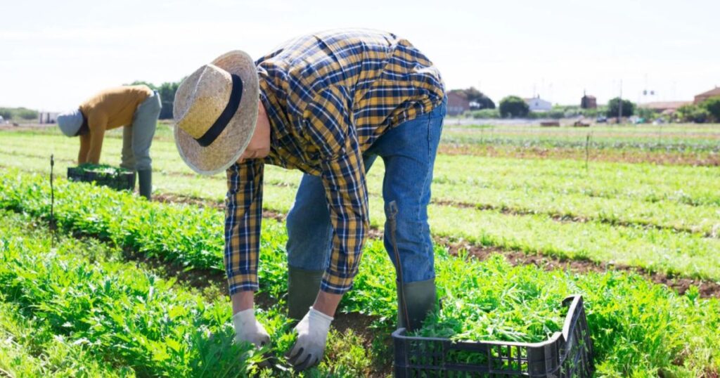 Exposición prolongada al sol puede afectar la salud bucal de trabajadores agrícolas 1 Trabajadores agricolas