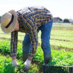 Trabajadores agricolas