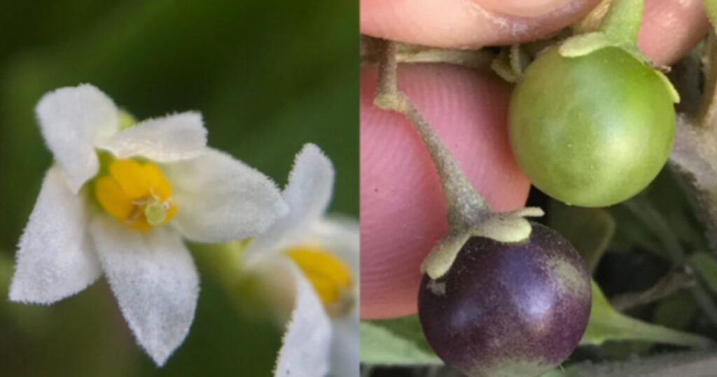 tomatillo Solanum sanfurgoi