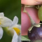 tomatillo Solanum sanfurgoi