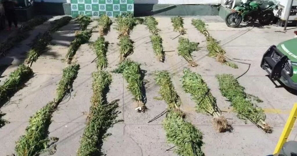 Desbaratan cultivo ilegal de cannabis en Constitución 1 Cannabis Constitucion