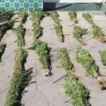 Cannabis Constitucion