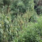 marihuana Constitucion