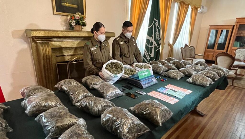 Desbaratan red de trafico de cannabis sativa en el Maule con incautacion historica de 22 kilos de droga