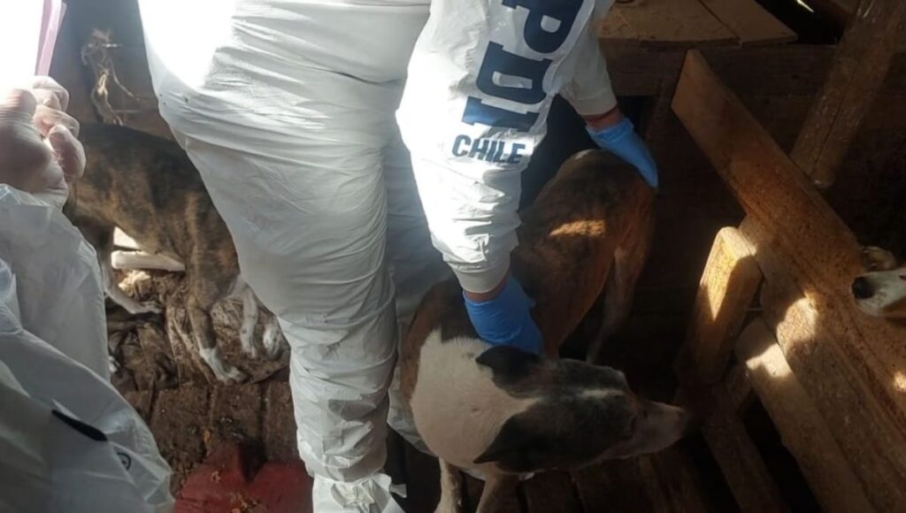 Detienen a sujeto por maltrato animal en Sagrada Familia