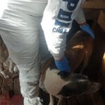 Detienen a sujeto por maltrato animal en Sagrada Familia