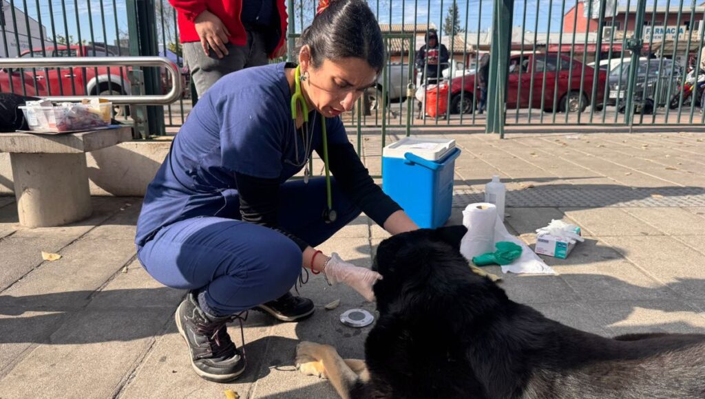 El Centro Veterinario Municipal de Talca registra mas de 37 mil atenciones en su primer ano