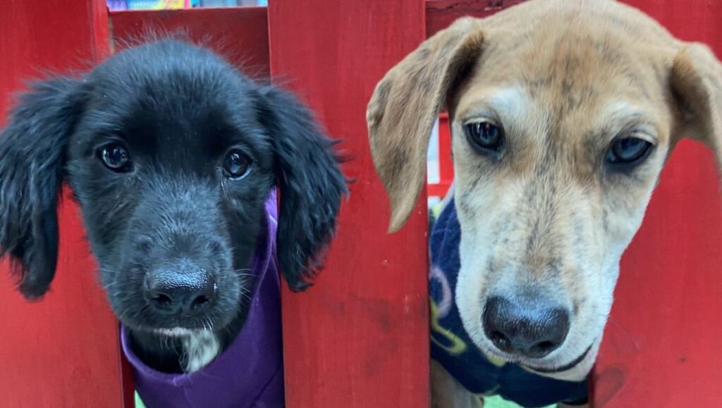 Nueva jornada de adopción en Mall Curicó: Descubre todo lo que necesitas para cuidar a tu mascota 1 Nueva jornada de adopcion en Mall Curico Descubre todo lo que necesitas para cuidar a tu mascota