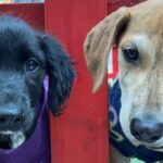 Nueva jornada de adopcion en Mall Curico Descubre todo lo que necesitas para cuidar a tu mascota