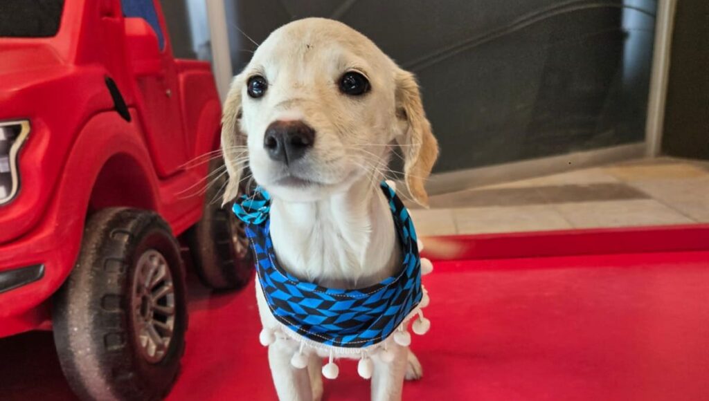 Este sábado en Curicó: adopción de mascotas y recomendaciones para cuidarlas del frío 1 Este sabado en Curico adopcion de mascotas y recomendaciones para cuidarlas del frio