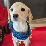 Este sabado en Curico adopcion de mascotas y recomendaciones para cuidarlas del frio