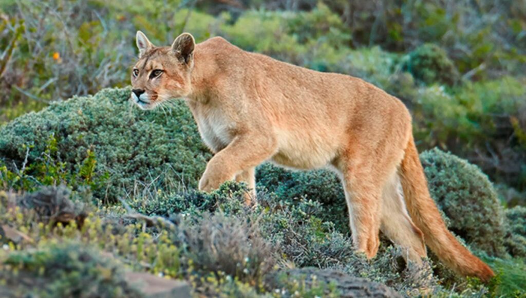 Preocupacion por presencia de pumas en cerro Tralune de Molina