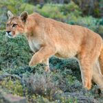 Preocupacion por presencia de pumas en cerro Tralune de Molina