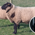 cordero robo curico 750x400 1