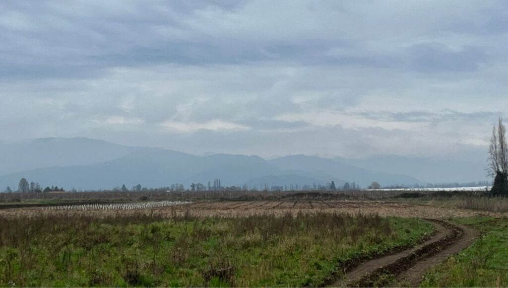 Denuncian millonario robo de plantas de cerezo en sector El Cisne de Teno