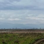 Denuncian millonario robo de plantas de cerezo en sector El Cisne de Teno