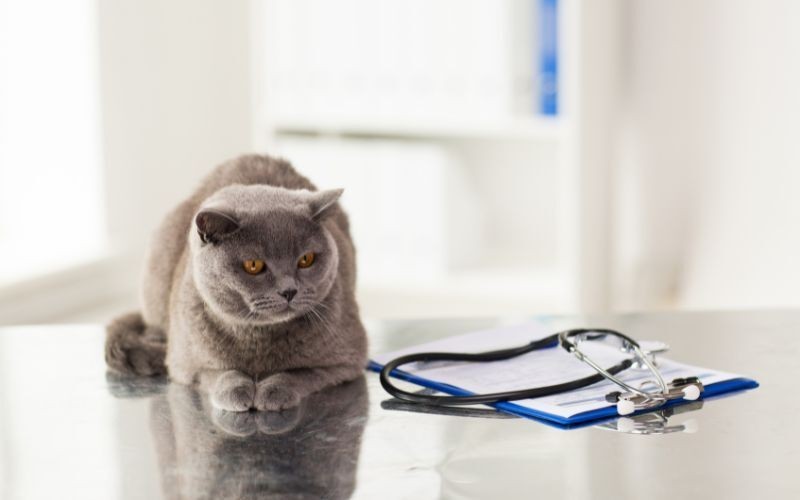 Salud renal felina: consejos clave para prevenir una de las enfermedades más frecuentes en gatos 1 Gatos 2
