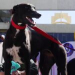 A UNO 1315582 e1757599225824 740x430 1