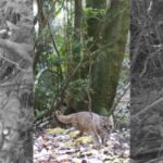 CNN CHILE PORTADAS 740x430 1