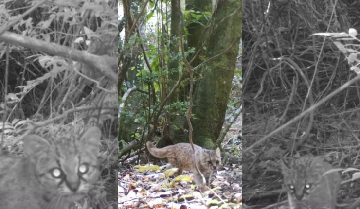 Captan a gato güiña en Reserva Nacional Los Queules: especie vulnerable refuerza valor de área protegida 1 CNN CHILE PORTADAS 740x430 1