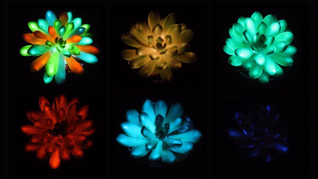 glow in the dark succulents copy