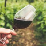 pexels grape things 2954924 e1756759912642 740x430 1