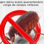 Brasil destruye cargamento de cerezas chilenas tras detectar plaga considerada de riesgo agricola