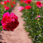 chile concreta el primer envio de flores a brasil con 245 kilos de peonias