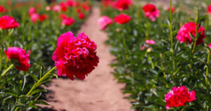 chile concreta el primer envio de flores a brasil con 245 kilos de peonias