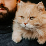 gatos